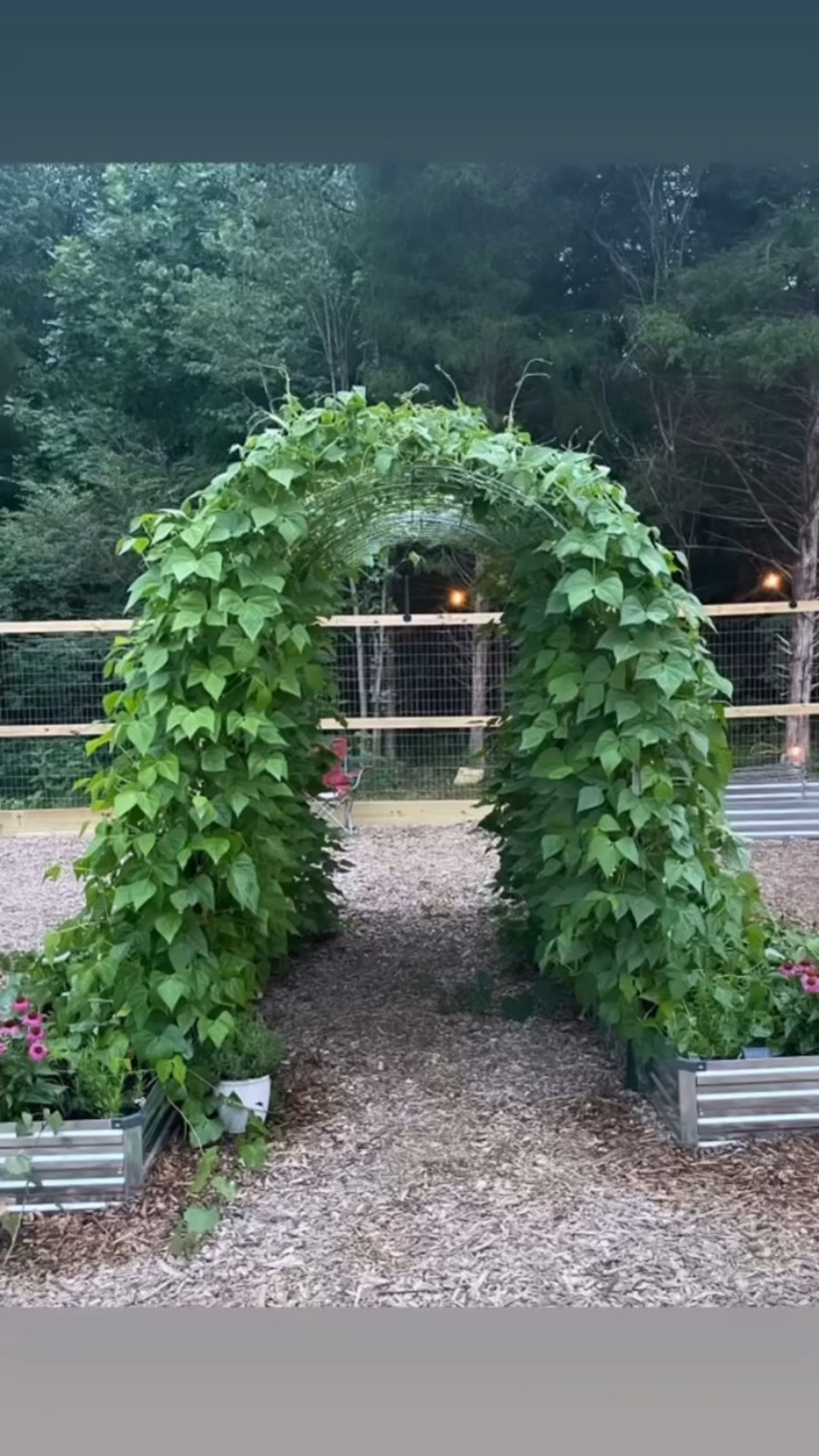 How we built our garden trellis with cattle panels!


#LTKHome #LTKSeasonal