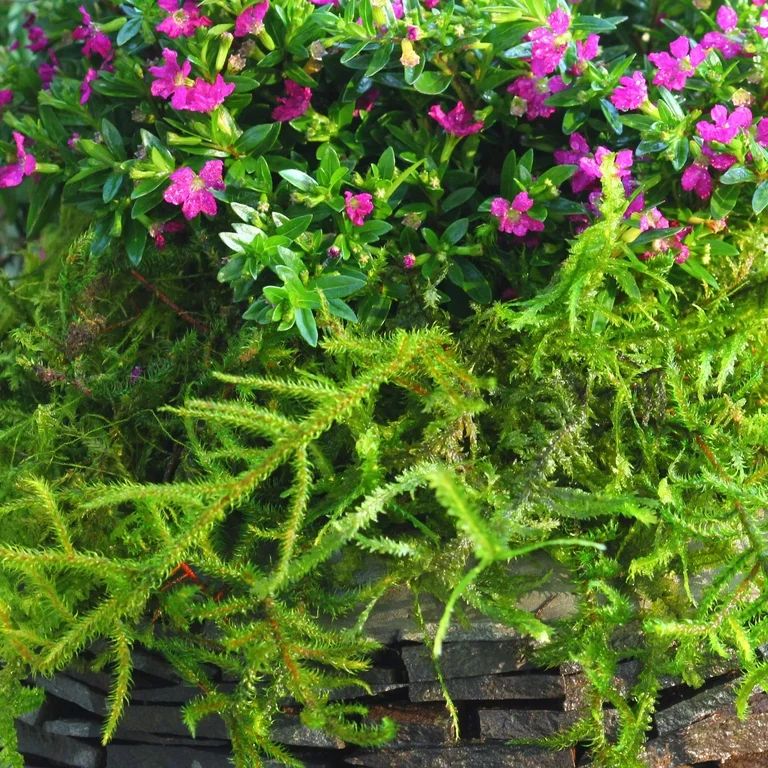 ProFlora Green Forest Moss 2oz - Floral Arranging Supplies 0.15lb | Walmart (US)