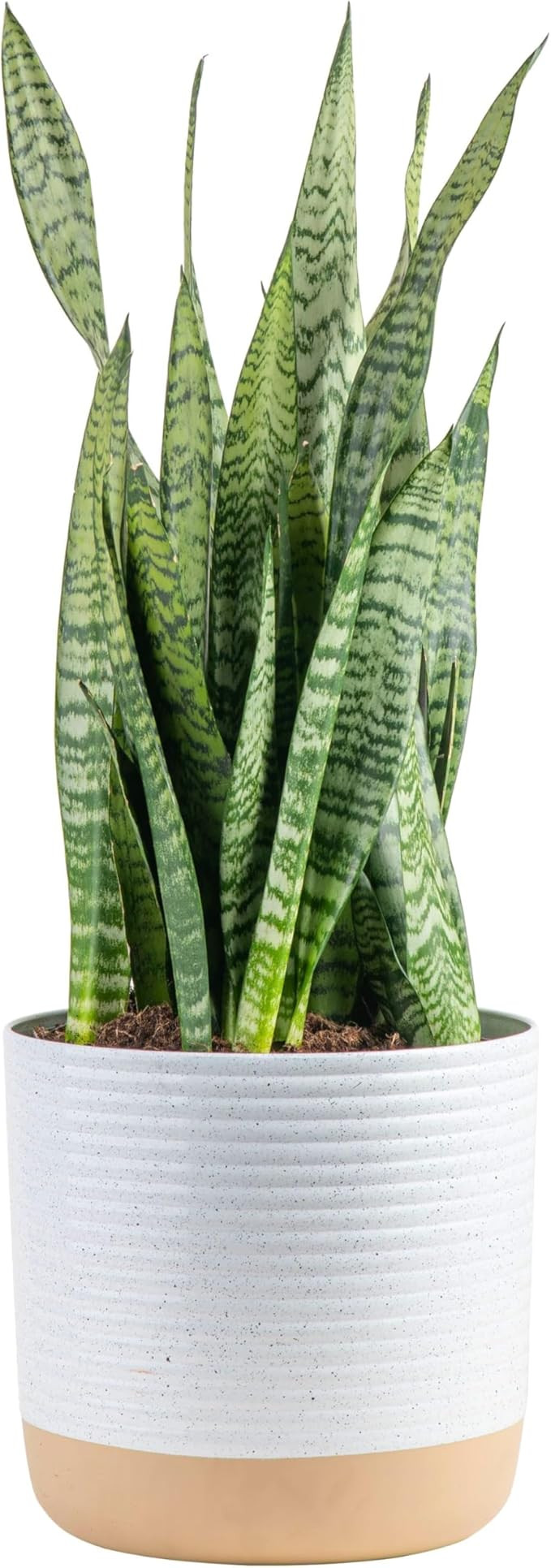 Costa Farms Premium Live Indoor Snake Sansevieria Floor Plant Shipped in Décor Planter, 2-Feet T... | Amazon (US)