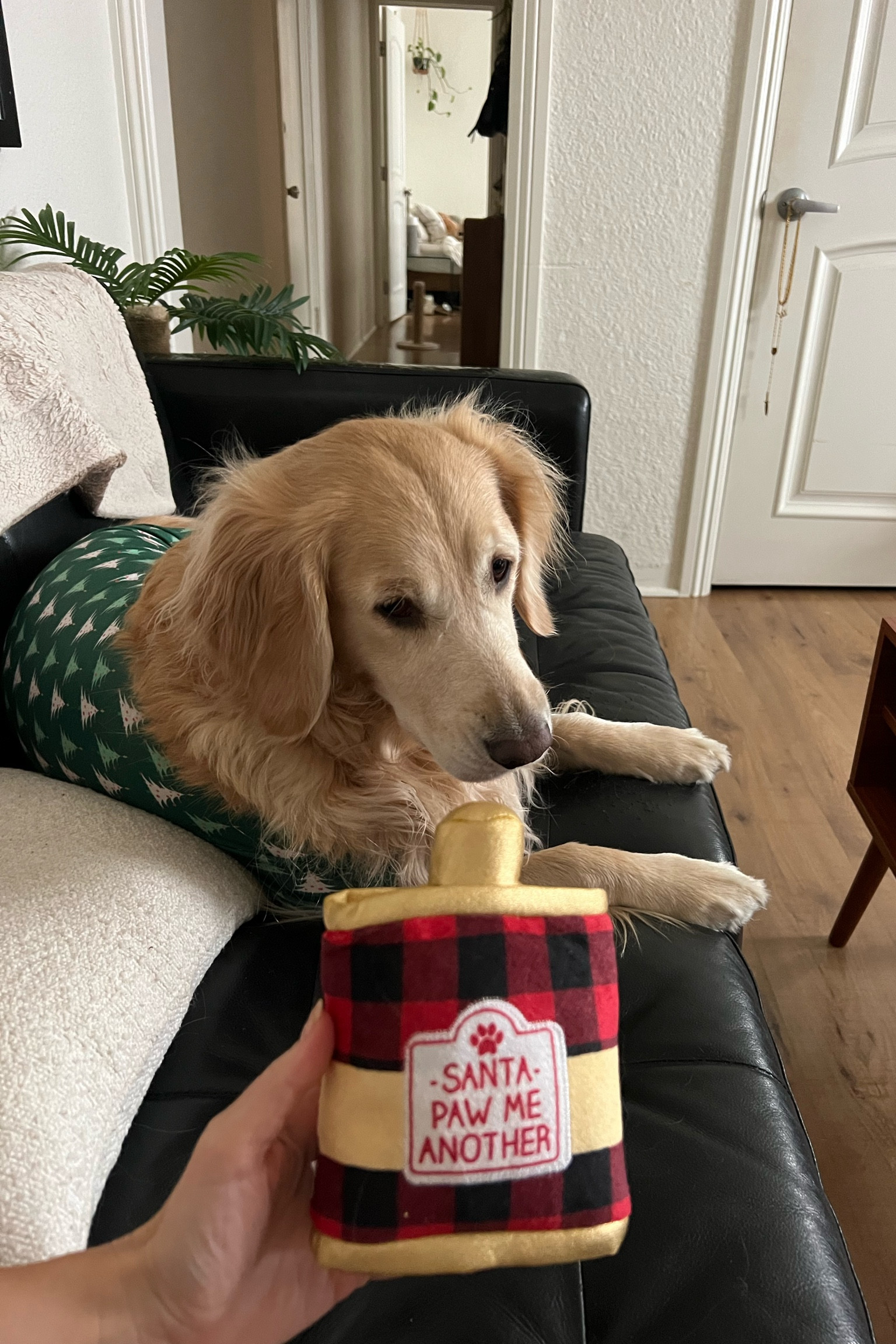 tis’ the season🎄dog gifts are important too✨

#LTKGiftGuide #LTKHoliday #LTKCyberWeek