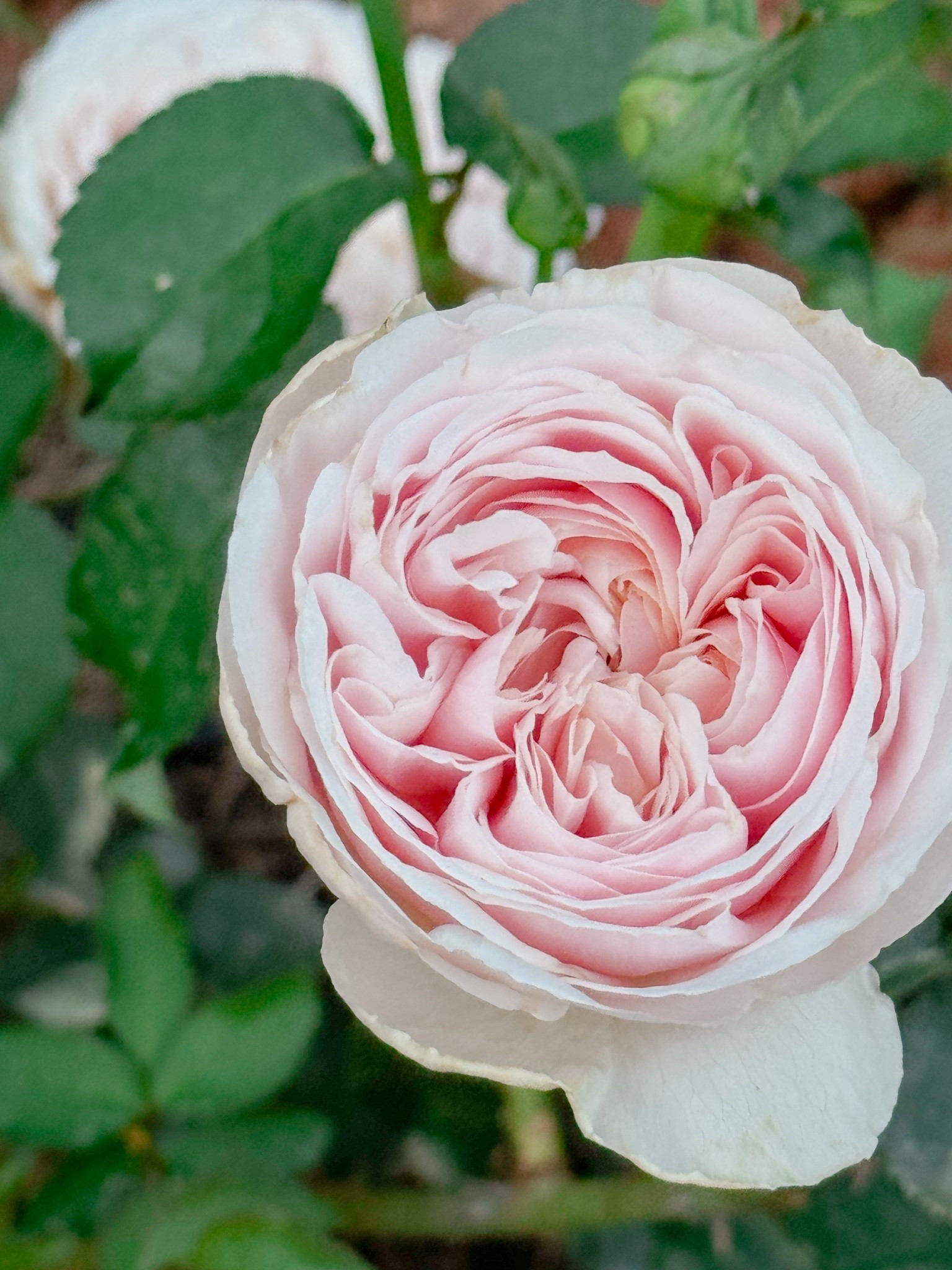 The lovely Senlitsu 

#LTKWedding #LTKHome #LTKdayinmylife