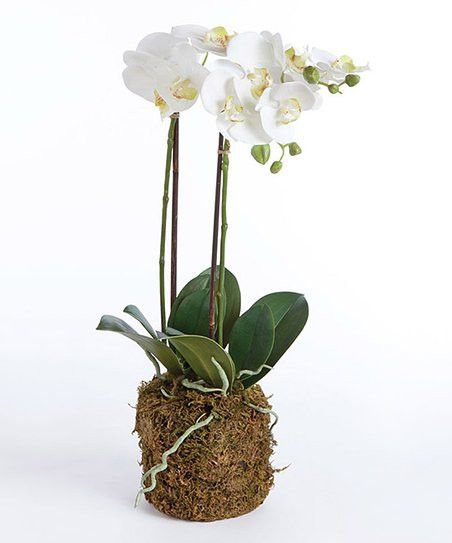 Porch & Petal Phalaenopsis Arrangement | Zulily