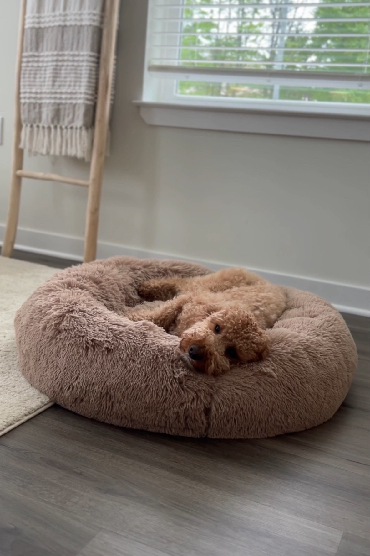 Dog bed 

#LTKHome