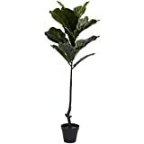 Nearly Natural 5448 4ft. Fiddle Leaf Tree UV Resistant (Indoor/Outdoor), Green | Amazon (US)