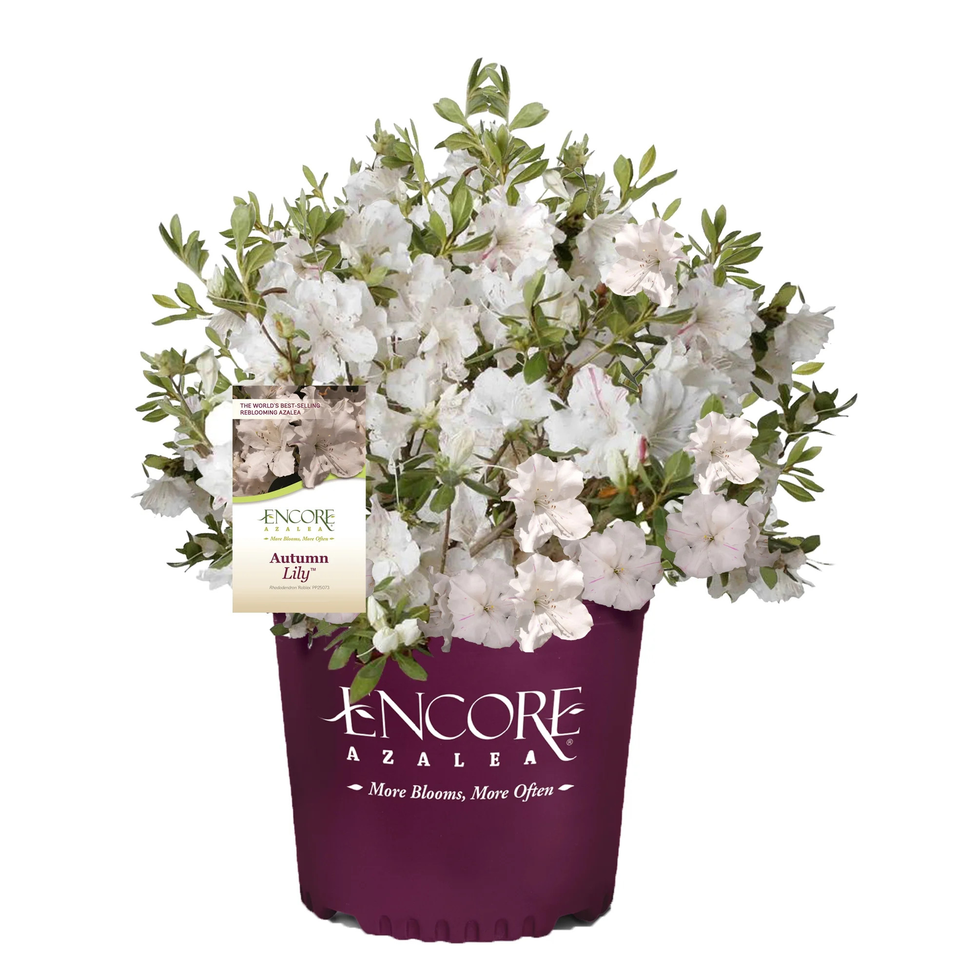 Encore Azalea Autumn Lily Live Shrubs (1 Gallon) | Walmart (US)