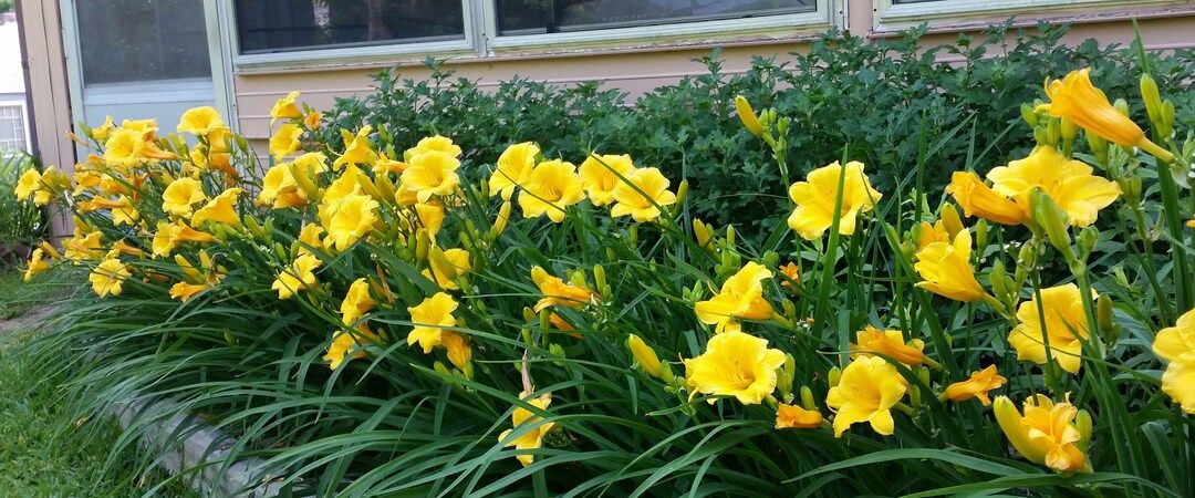 Three 3 Plants of Hemerocallis Stella De Oro Daylily Easy to Grow Rebloom Perennial Hardy Live Pl... | Etsy (US)