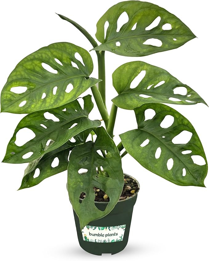 Bumble Plants Monstera Adansonii Real Indoor Plants Live Houseplants [Winter Thermal Packaging In... | Amazon (US)