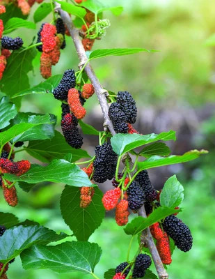 Everbearing Mulberry Tree | The Sill