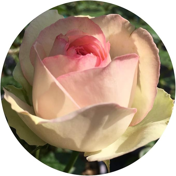 Eden Climber Rose | Amazon (US)