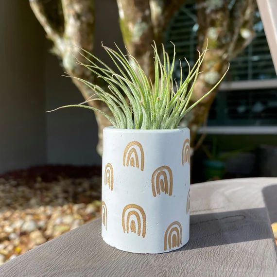 Concrete Air Plant Holder, plant included : Airplant Gifts, Concrete Decor, Handmade Rainbow Plan... | Etsy (US)
