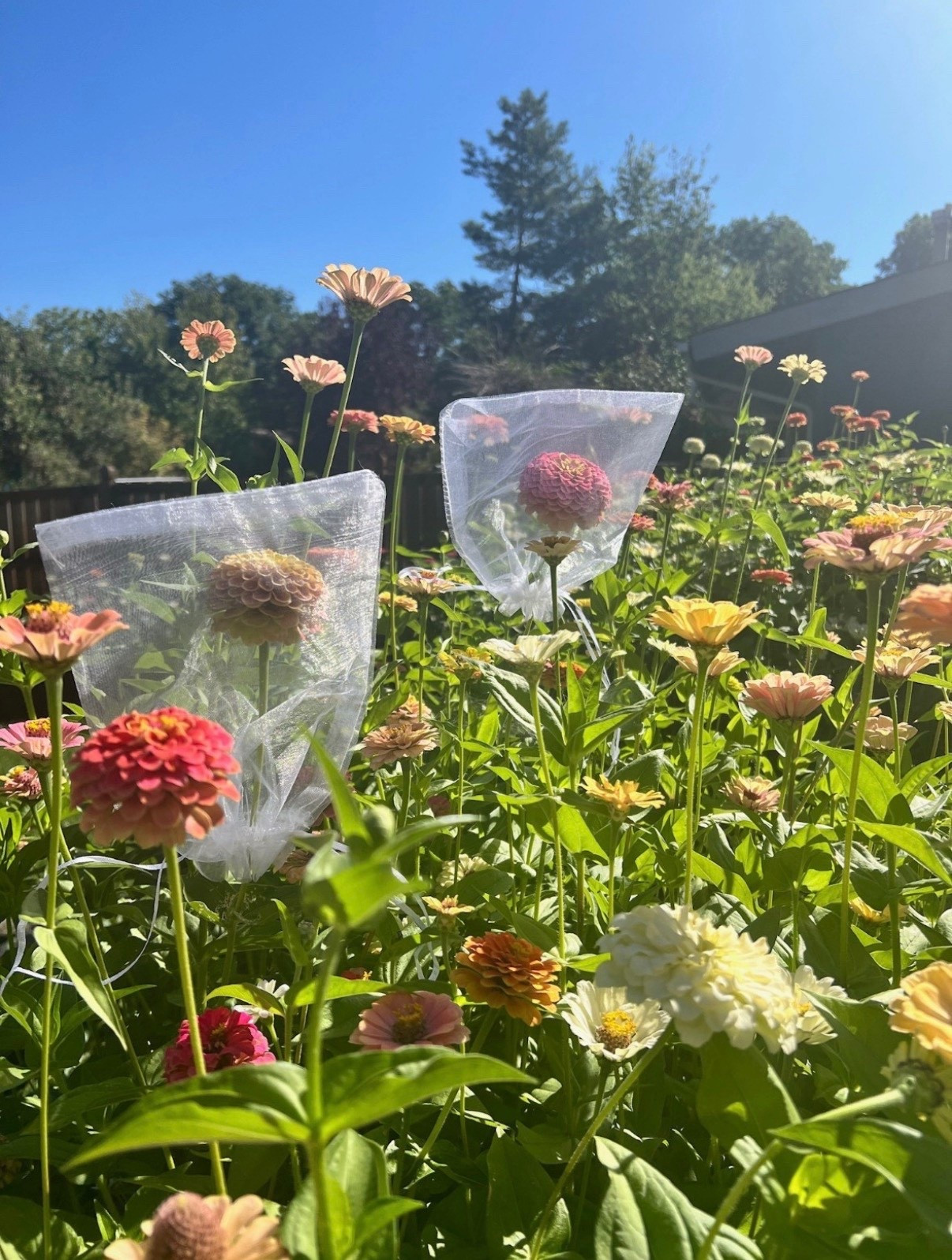These large organza bags are a game-changer for saving seeds! I use them to mark blooms I want to collect from, and they’re perfect for keeping birds and pests away. Such a simple and handy way to protect your garden’s best!



#LTKSpringSale #LTKSeasonal #LTKHome