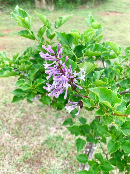 Miss Kim trying to decide if she wants to bloom for me this year. I love lilac’s and this one is supposed to be good for warmer climates but she is temperamental for me and my blackish thumb  

#LTKfindsunder50 #LTKhome #LTKover40