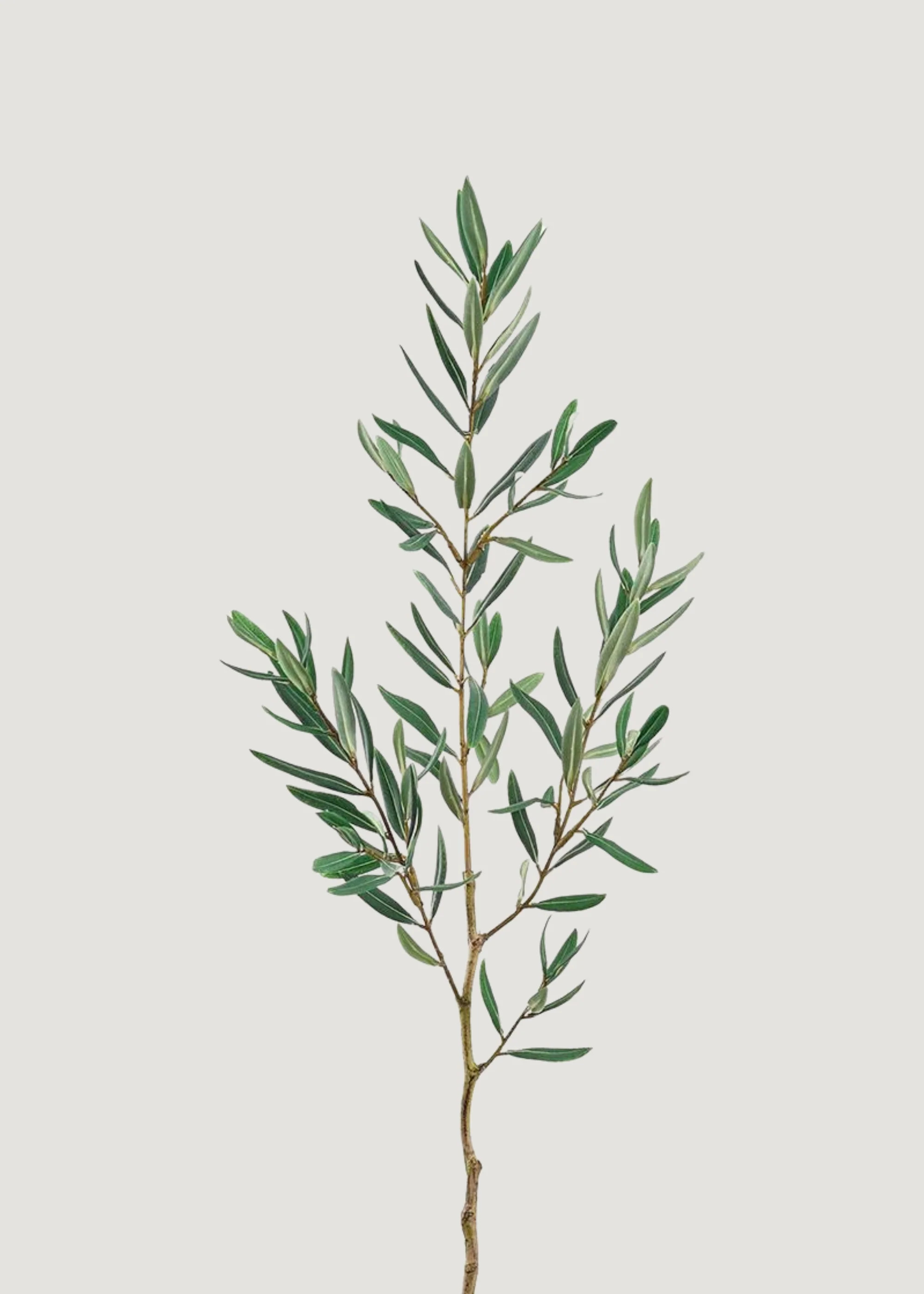 Artificial Olive Leaf Branch - 36 | Afloral