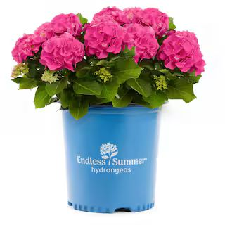 1 Gal. Endless Summer Hydrangea Summer Crush Pink Perennial Plant (1-Pack) | The Home Depot