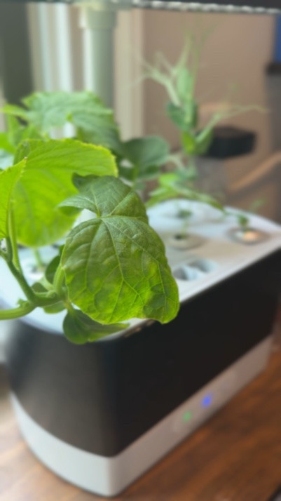 Three weeks after planting and my indoor garden is making me feel way more qualified than I probably am. 🌱🍓🍅

Wild strawberries, golden cherry tomatoes, radishes, and English sweet peas are all thriving, and watching everything grow has been so rewarding. If you’ve been curious about growing your own herbs, veggies, or flowers, an AeroGarden makes it easy. 


#AeroGarden #IndoorGarden #KitchenGarden #GrowYourOwnFood #GardenInspiration #HomesteadInspired #GardeningForBeginners #Homegrown #ModernHomestead

#LTKOver40 #LTKHome