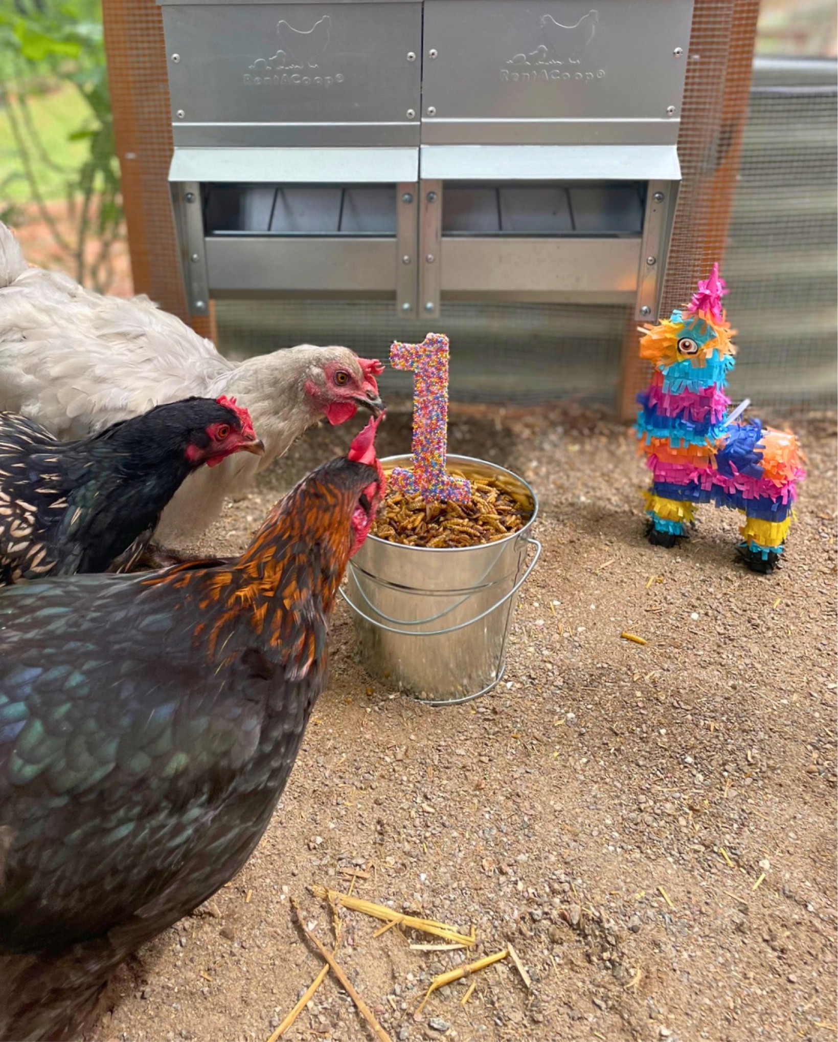 The hens are celebrating their 1st birthday and enjoying their Galvanized Chicken Trough Feeders from RentACoop too 🎉🐓

#LTKunder50 #LTKhome #LTKfamily