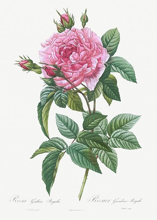 Eurisko Studios Botanical Plant Print - Gallic Rose, Rosa gallica regalis by Pierre Joseph Redout... | Amazon (US)