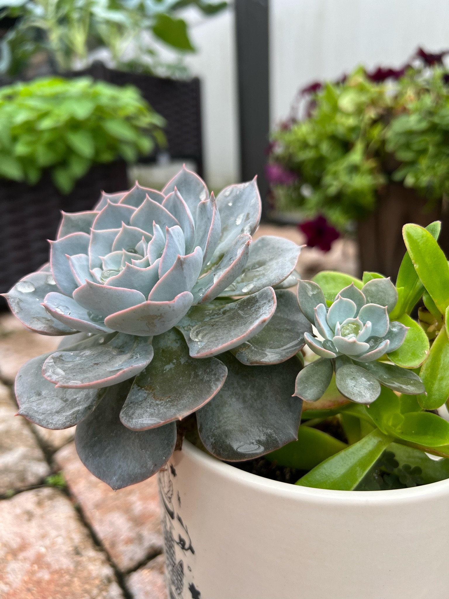 Gardening favorites 🍃🪴🌱

#LTKhome #LTKSeasonal #LTKFind