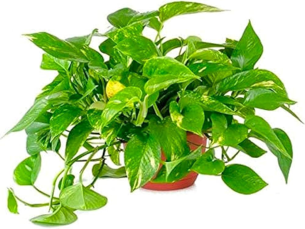 AMERICAN PLANT EXCHANGE Golden Pothos Vine, 6-Inch Pot, Live Indoor Houseplant, Easy to Care, Per... | Amazon (US)