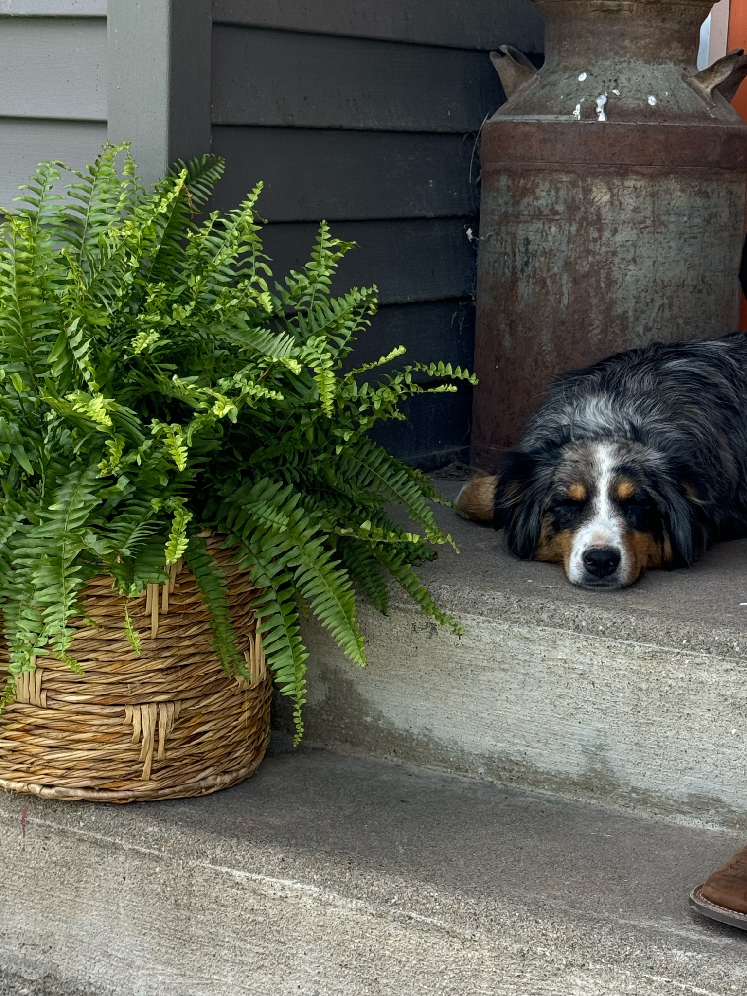 I LOVE these plant baskets for my ferns that I got both from WalMart!

#LTKSeasonal #LTKxWalmart #LTKHome