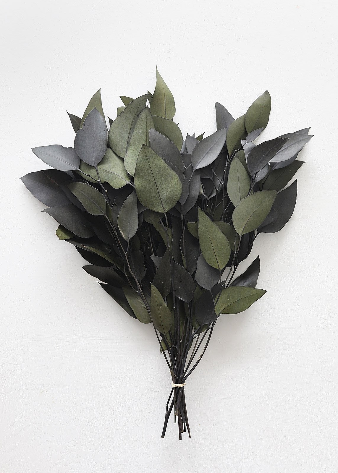 Preserved Weeping Willow Eucalyptus | Afloral (US)