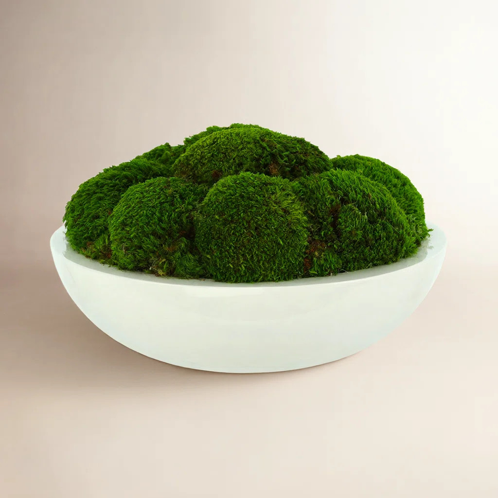 Vanora Preserved Moss Plant in Planter | Wayfair North America