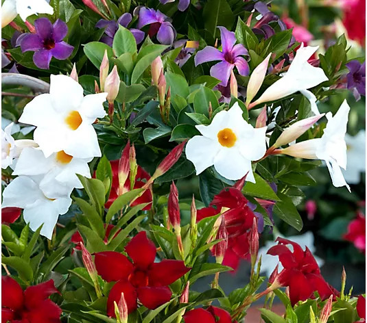Make Your Selection: Cottage Farms 3-Piece Patriotic Summer Trumpet Vine Plants | QVC