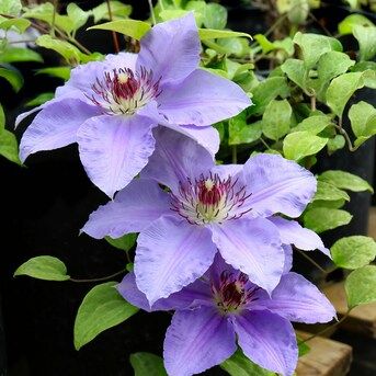 National Plant Network 1-Quart in Pot Clematis | Lowe's