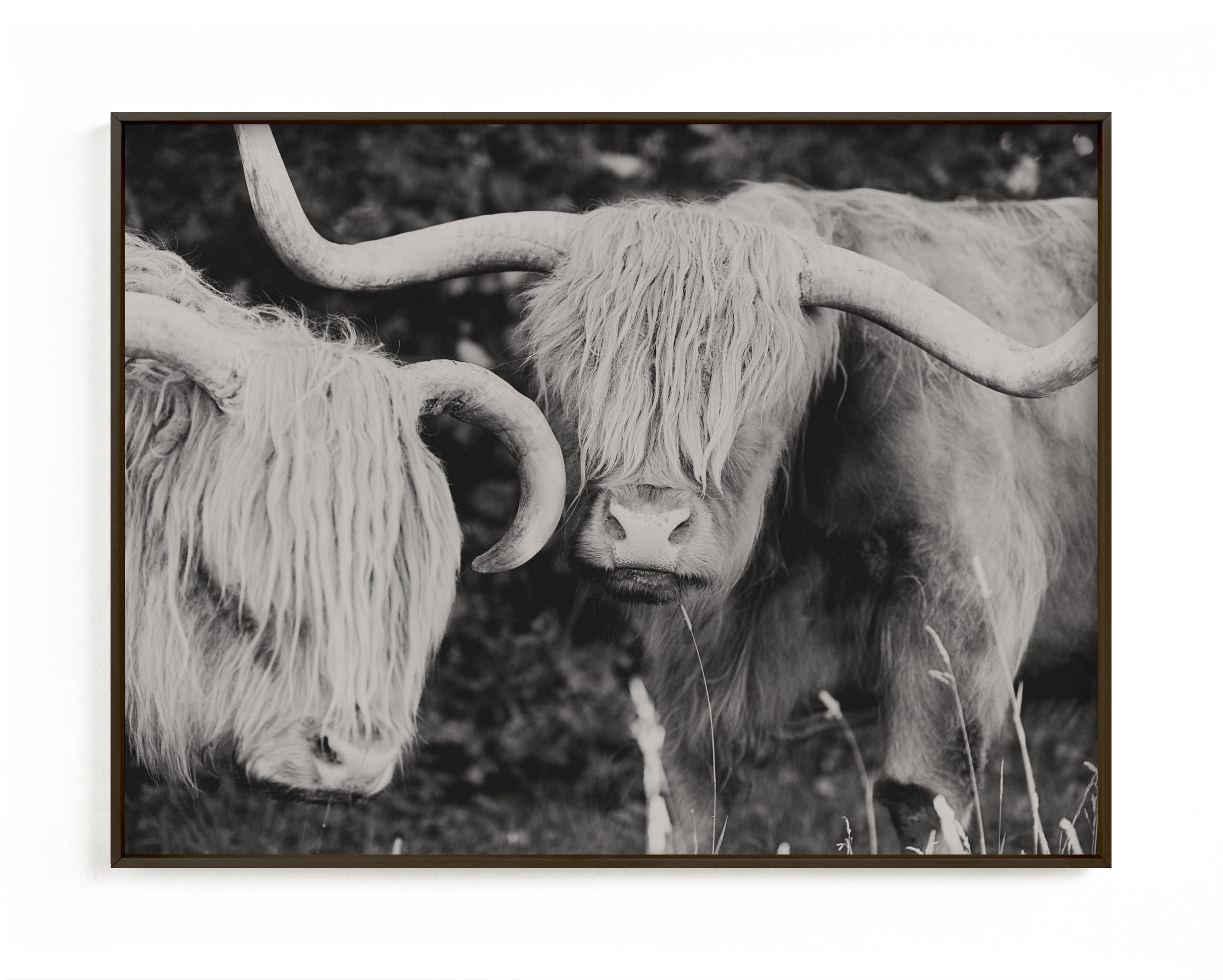"Highland Cows" - Photography Limited Edition Art Print by Amy Carroll. | Minted