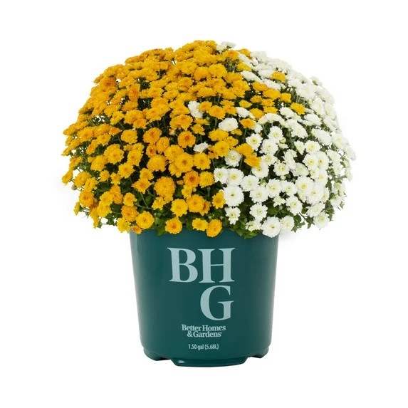 Better Homes & Gardens 1.5Gal Orange and White Garden Mum Live Chrysanthemum Grower Sun | Walmart (US)