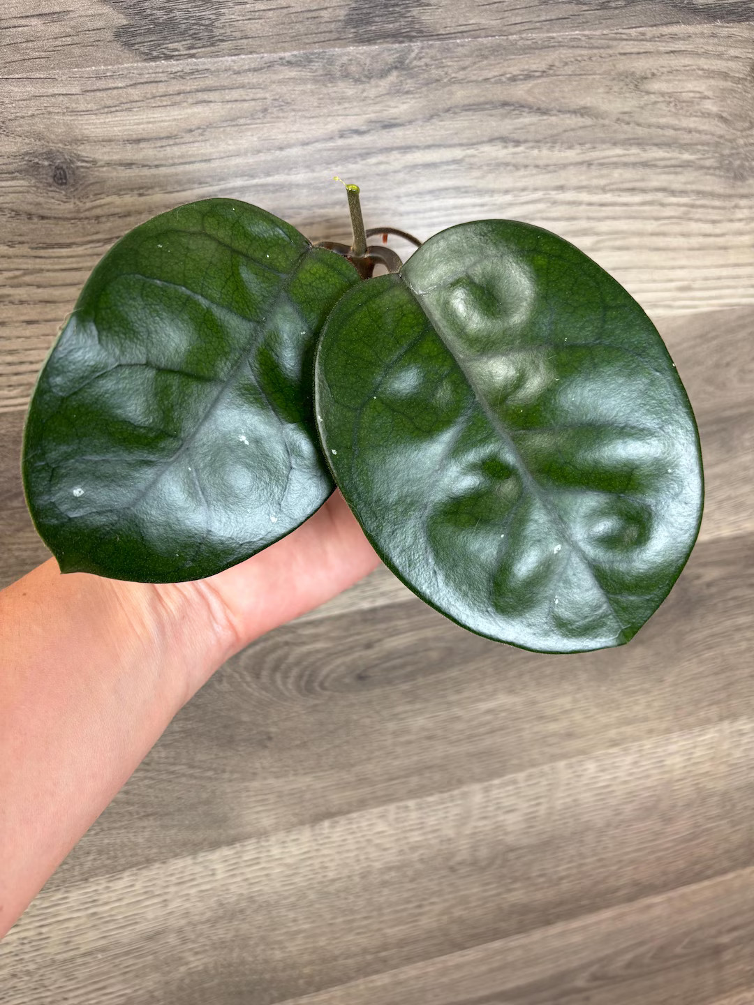 Hoya Fungii - Etsy | Etsy (US)