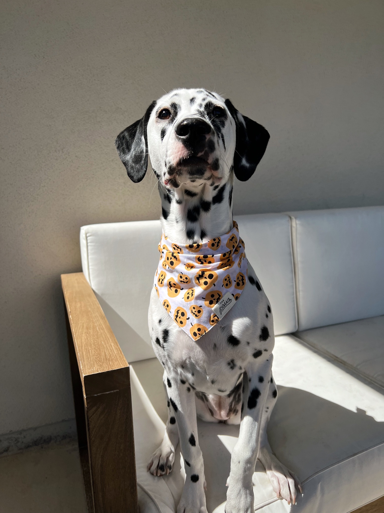 Halloween 🎃 dog bandana 

#LTKHoliday #LTKSeasonal #LTKHalloween
