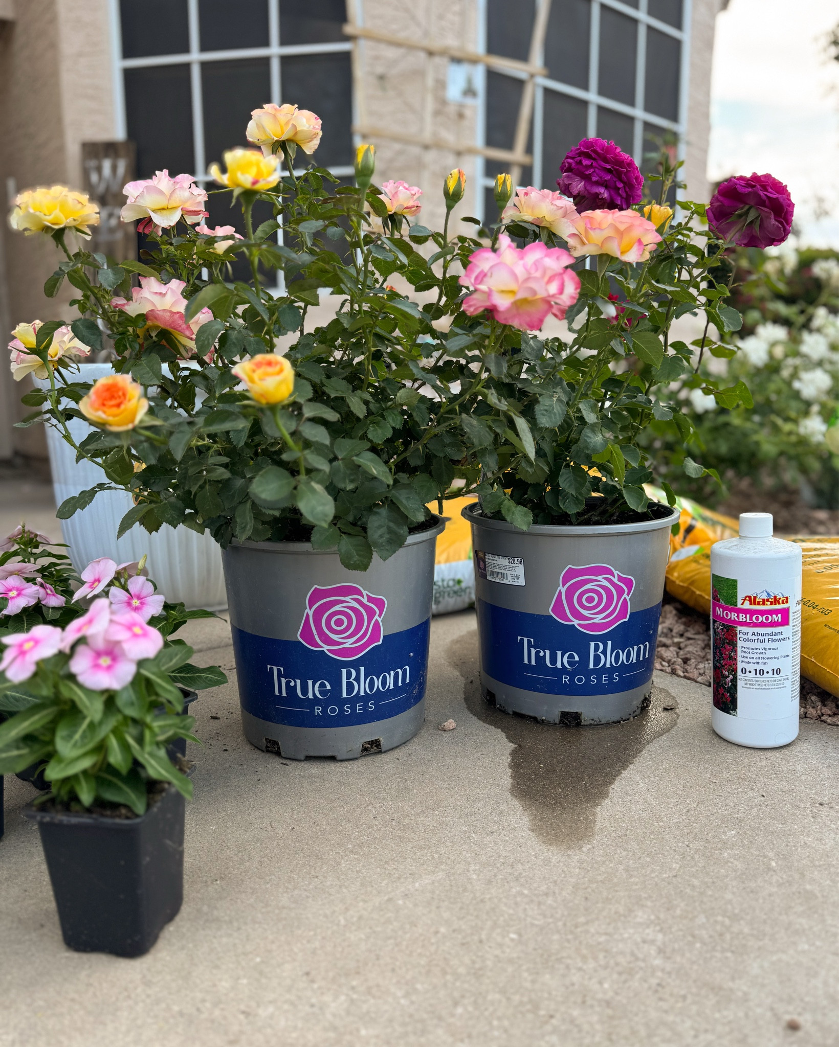 i have a rose garden in zone 9b phoenix, arizona and “true bloom” roses are some of my favorite low maintenance roses that do well in the heat, give out big blooms and i literally can just water & feed without worrying about disease or pests. 

yellow- true friendship
orange/red - true passion (my own)
yellow/pink/orange - true sincerity (my own)
purple vibrant - true serenity (my own)
red - true spirit 

#LTKSeasonal #LTKHome