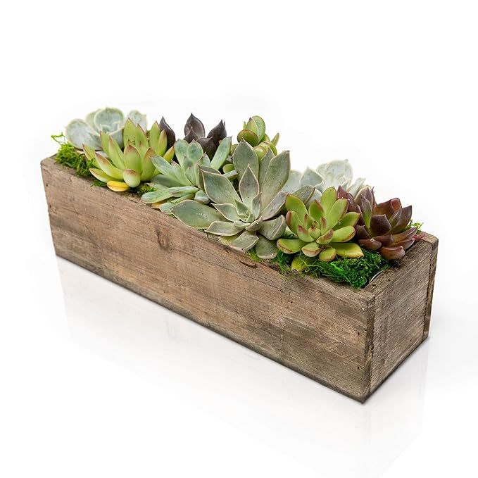 Hallmark Flowers Succulent Garden In 10-Inch Wood Trough | Amazon (US)