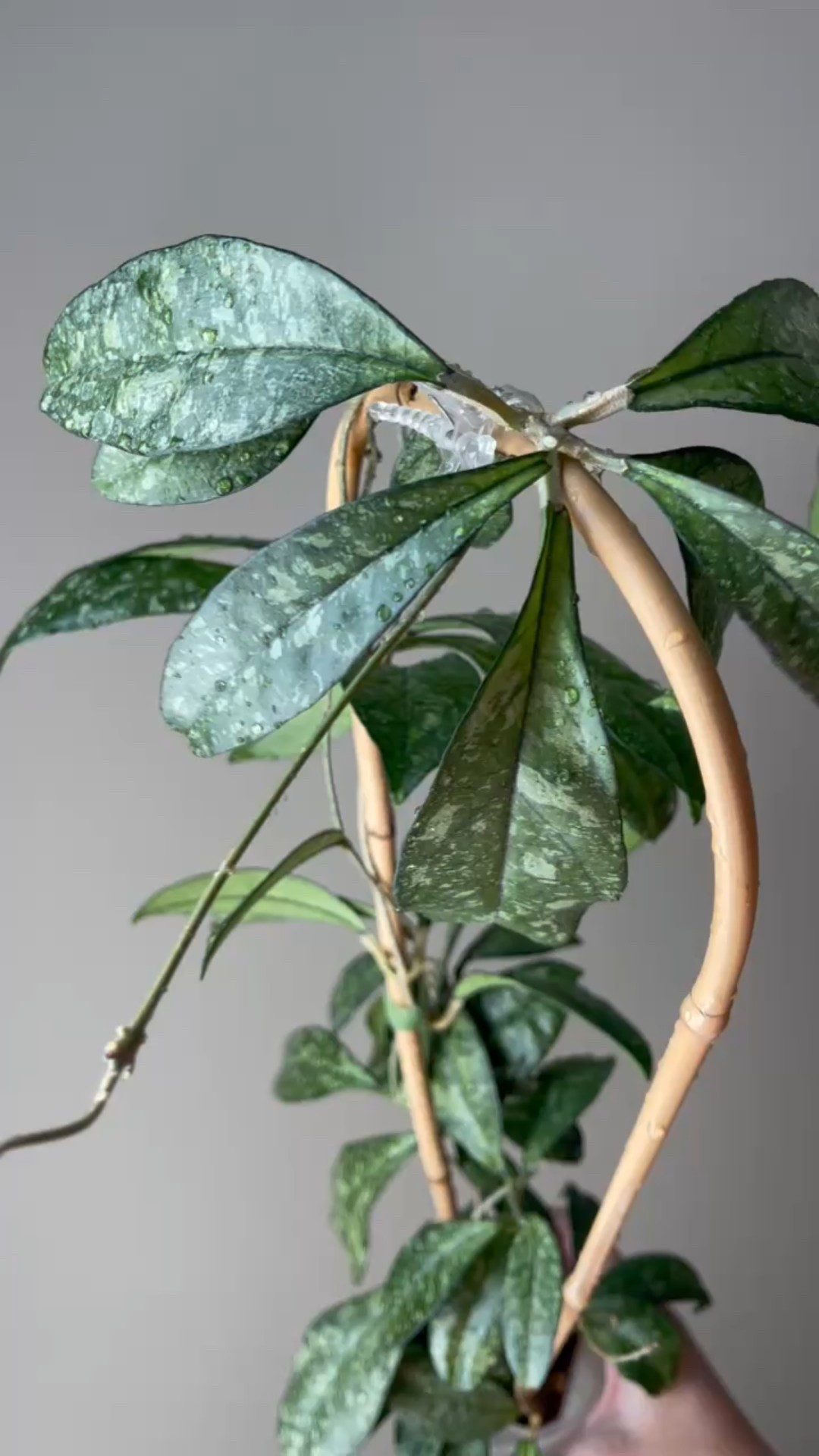 The silvery splashes on the deep green leaves of #hoyacrassipetiolatasplash are pure magic! It’s like nature’s own art piece with those combinations. 

Who’s growing this beauty too?

Liz’s personal experience only…every environment is different:
🪴Light: growing in an east window 
🪴Water: when dry
🪴Avg Temp last 30 days: 74F
🪴Relative Humidity last 30 days: 45%
🪴Fussy: not for me
🪴Rate of growth: medium fast
🪴Rareness: not too hard to find and buy, but not  widely sold. But it’s been around for awhile so I wouldn’t categorize it as rare. 
🪴Pot size: 3” clear pot 
🪴Growing Medium: my custom coco husk mix 
🪴Fertilizer: I apply a nutrient-rich fertilizer tailored for Hoyas approximately every other watering when the plant isn’t dormant. It’s packed with essential macro and micronutrients, it’s the best I’ve found for hoyas!
🪴Rooting Method: in my custom coco coir mix 
🪴Time In My Care: 4 years 
🌸Age until 1st bloom: 3 years from cutting 
🪴Would Liz recommend this one: yes!

#ilovehoyas #hoyacollector #hoyahead #hoyaappreciation #hoyacollection #plantsmakemehappy #ihavethisthingwithplants #easilydistractedbyplants #hoyacollection

#LTKFindsUnder50 #LTKHome #LTKFindsUnder100