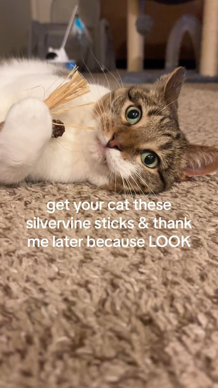 🐾 Calling all cat lovers! 🐱 Have you ever seen your furry friend go absolutely bonkers over a toy? Well, let me introduce you to the BEST cat toy ever: Catnip Chew Sticks Cat Toys! 🌿 These little wonders are like kitty crack, I tell ya! 😸
Grab Yours Here: https://amzn.to/4cNhyJo

Picture this: your cat, rolling around, batting at these magical sticks with wild abandon. It's like watching a tiny tiger on the prowl! 🐯 And the best part? They literally play with them for hours at a time, full of energy and so fun to watch. It's like a feline fiesta in your living room! 🎉

But wait, there's more! Not only are these toys a blast for your kitty, but they're also made from all-natural catnip, so you can feel good about what your fur baby is sinking their teeth into. 🌱 Plus, they're durable enough to withstand even the fiercest of feline frenzies! 💪 So say goodbye to boring toys that end up ignored in the corner and hello to endless hours of entertainment with Catnip Chew Sticks Cat Toys! Trust me, your cat will thank you... probably by napping on your face. 😹 #CatToy #catnip #catniptoys #catniphigh #catmomlife #catlover #catladylife #catoftheday #catsarefunny #catsareawesome #catsarelife #catsarethebest #catsarefamily #amazonpets #founditonamazon #amazonfinds #amazonfind

#LTKVideo #LTKsalealert #LTKhome