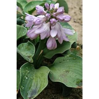 Bloomsz Blue Mouse Ears Hosta Bulb (1-Pack)-10459 - The Home Depot | The Home Depot
