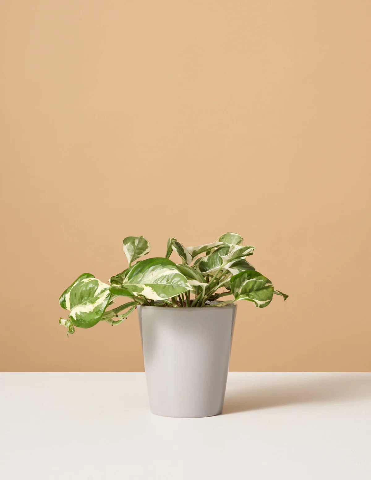 Pothos NJoy | The Sill