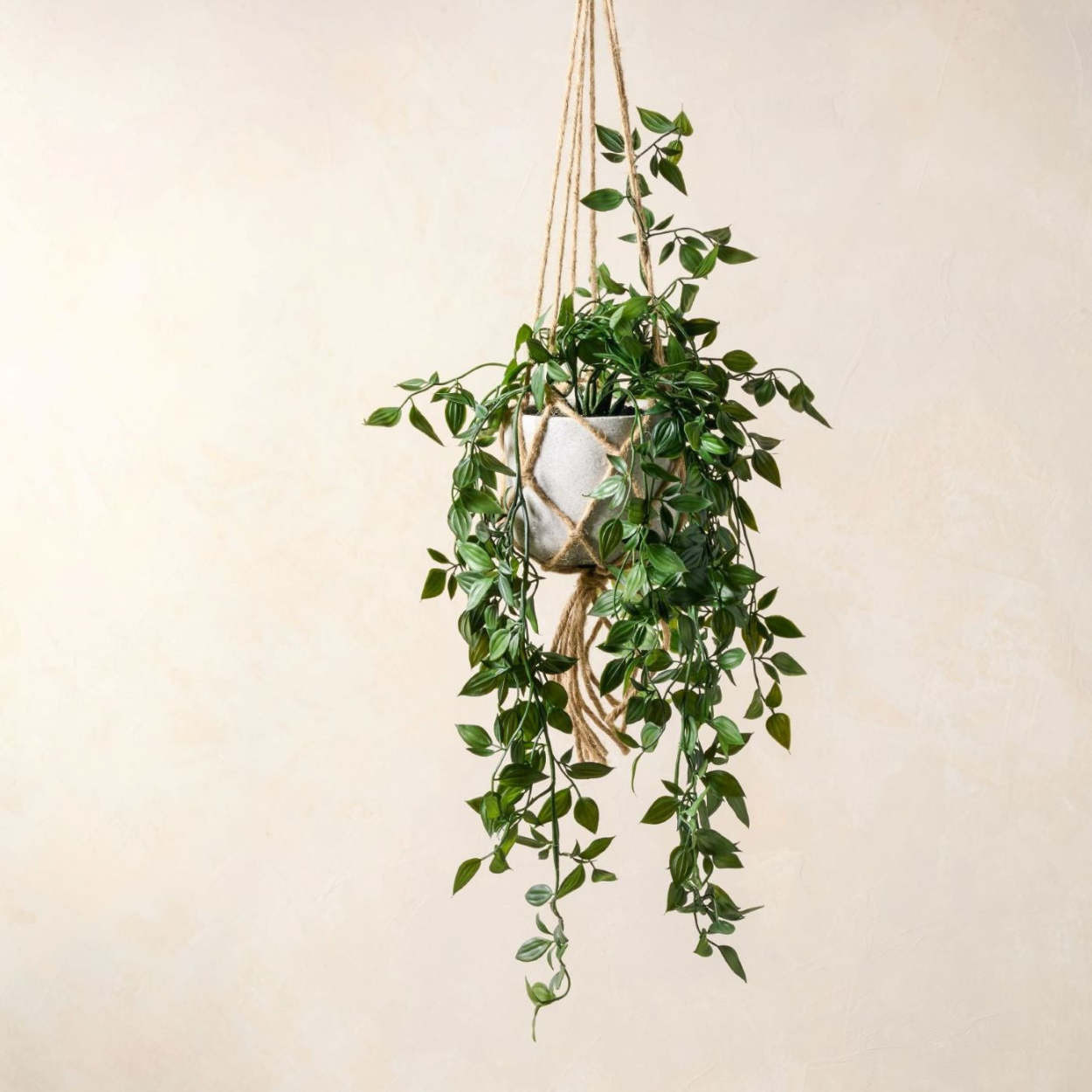 Hanging Plant with Cement Pot | Magnolia