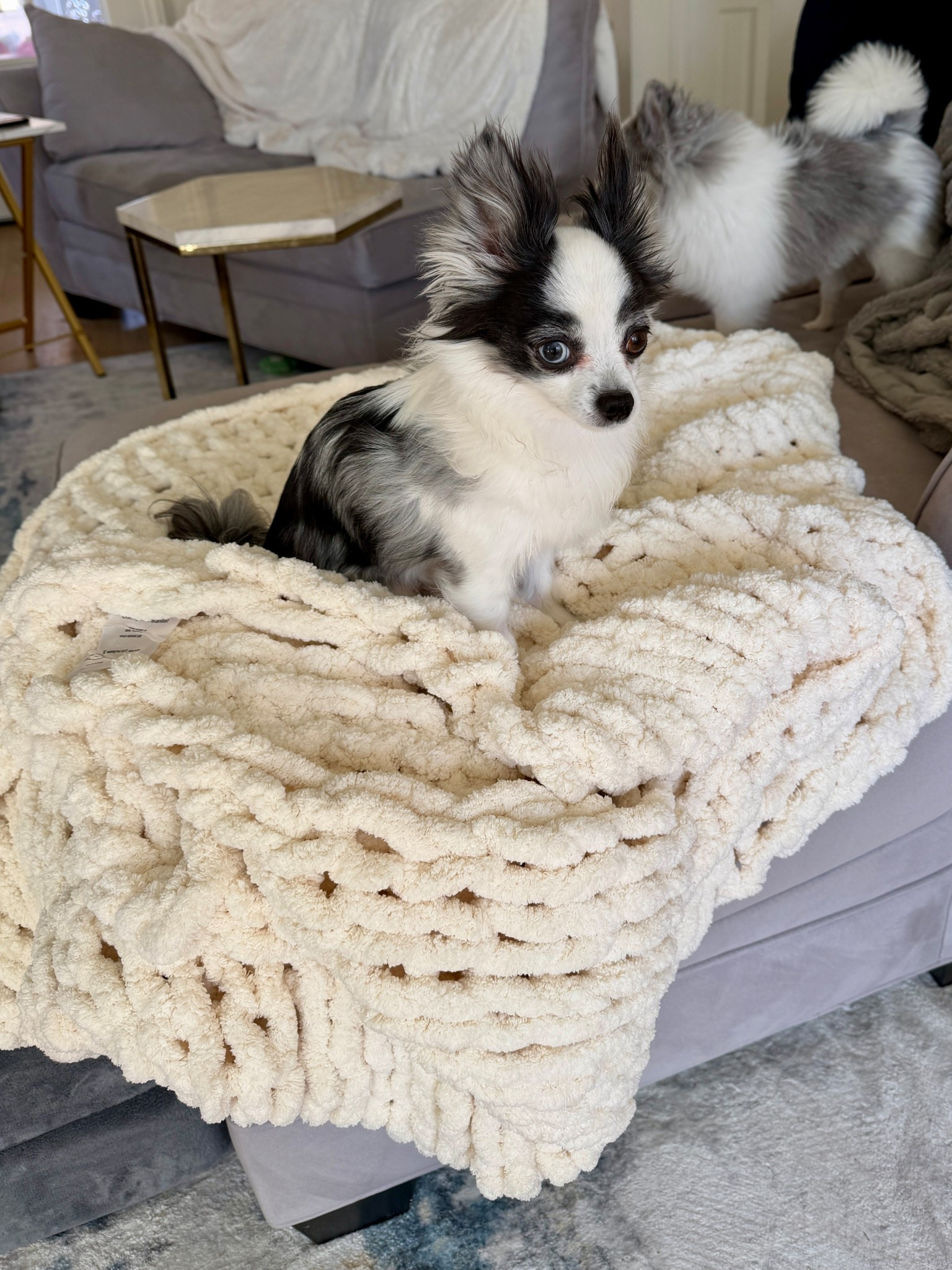 Chunky knit throw blanket is so soft! My dogs hog it bc it’s so cozy  

Home decor, blanket, cozy blanket, knit knot blanket 

#LTKHome #LTKFindsUnder50 #LTKFindsUnder100