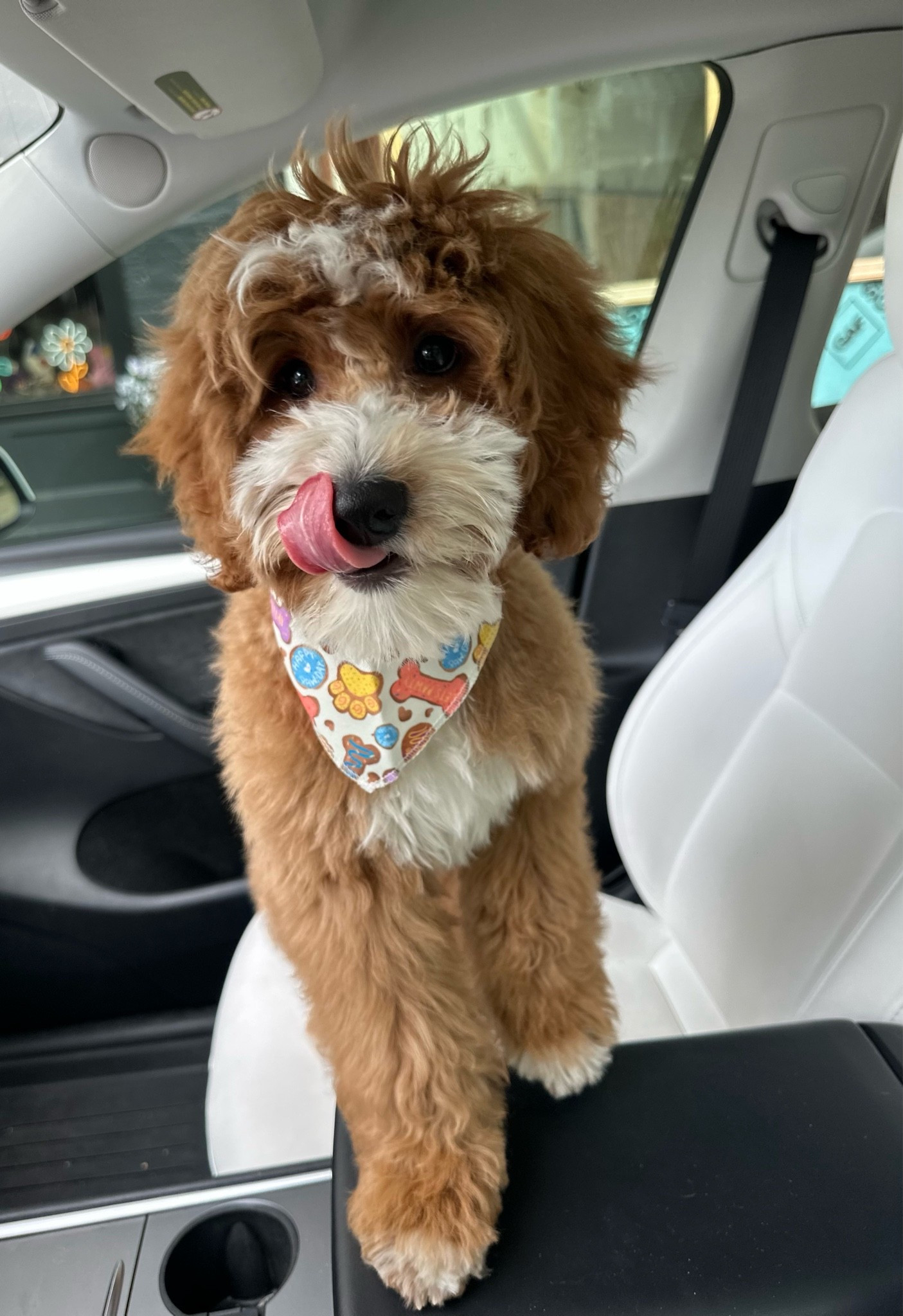 Daps is ready for his first day of school!

#PetEssentials #PetMustHaves #DogMomLove #xoJalonda #GoldenDoodle

#LTKootd #LTKmomlife #LTKdayinmylife
