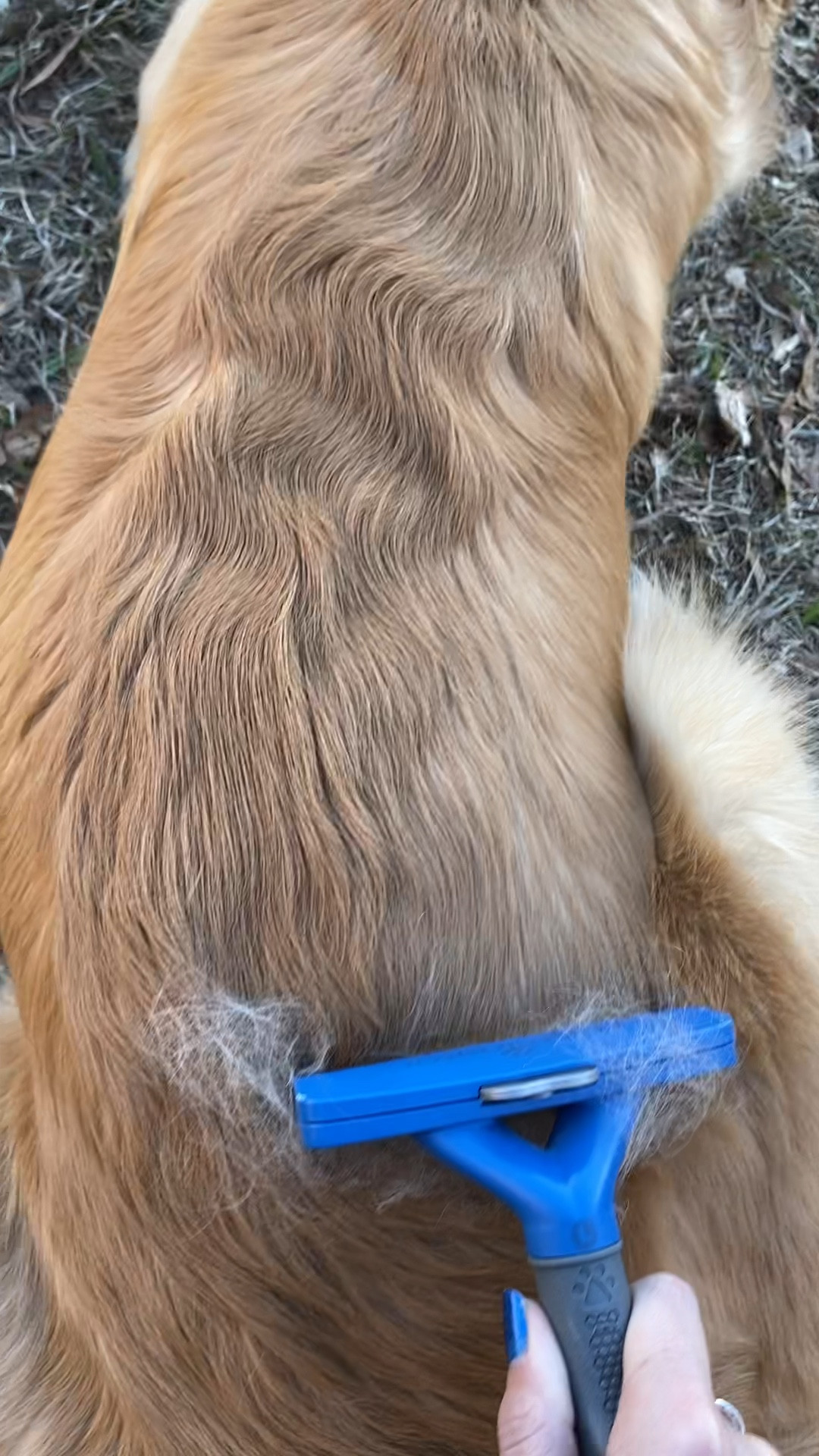 A deshedding brush is a game changer for our golden retriever! You can see how much hair it is removing from going a couple days not being brushed. We have the large, long-hair brush.🐶

#LTKVideo #LTKfindsunder50