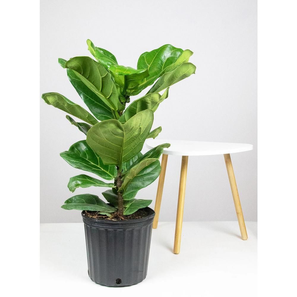 LIVELY ROOT 10 in. Fiddle Leaf Fig (Ficus lyrata) Plant in Grower Pot | The Home Depot