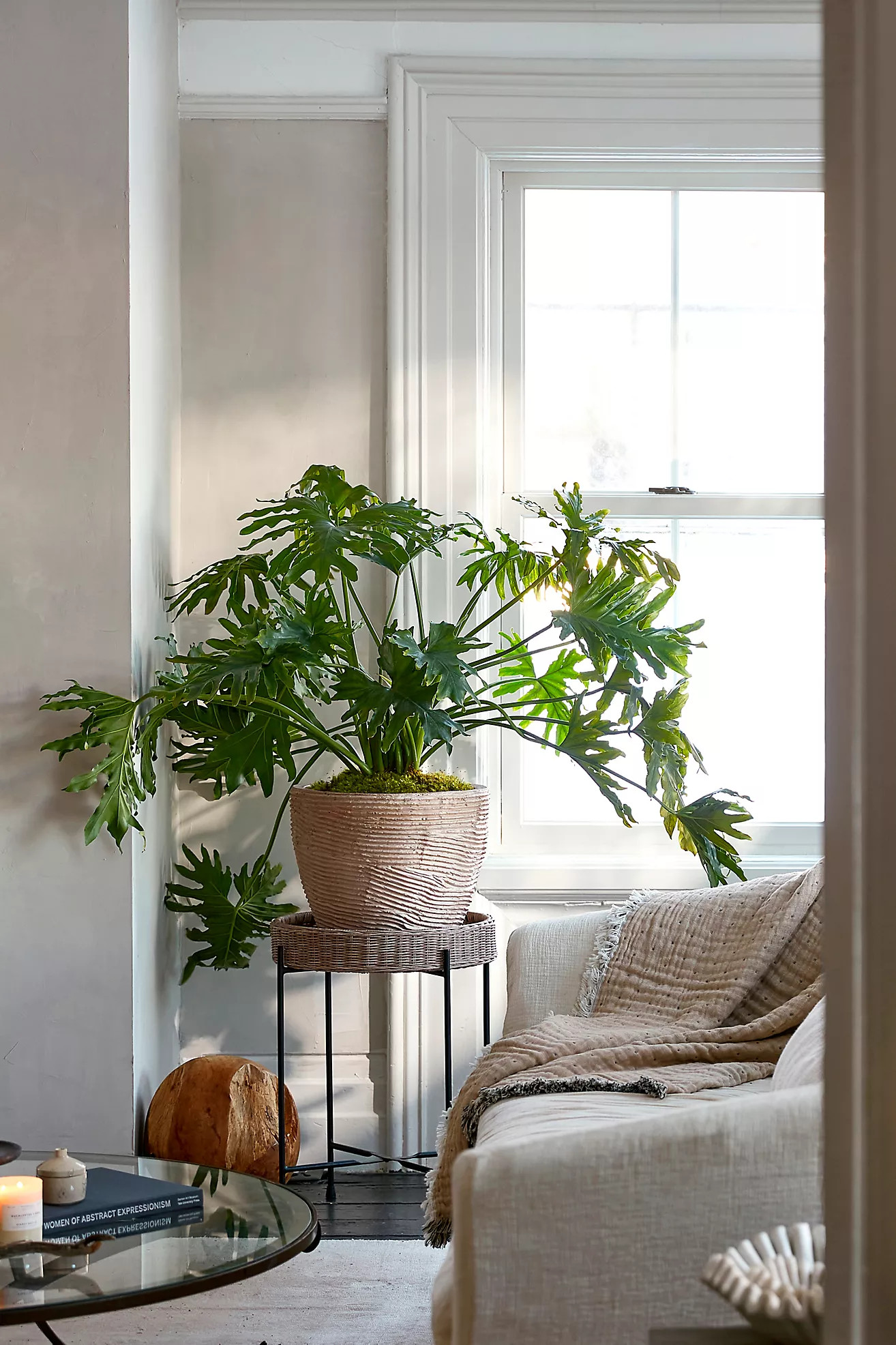 Philodendron Selloum | Terrain