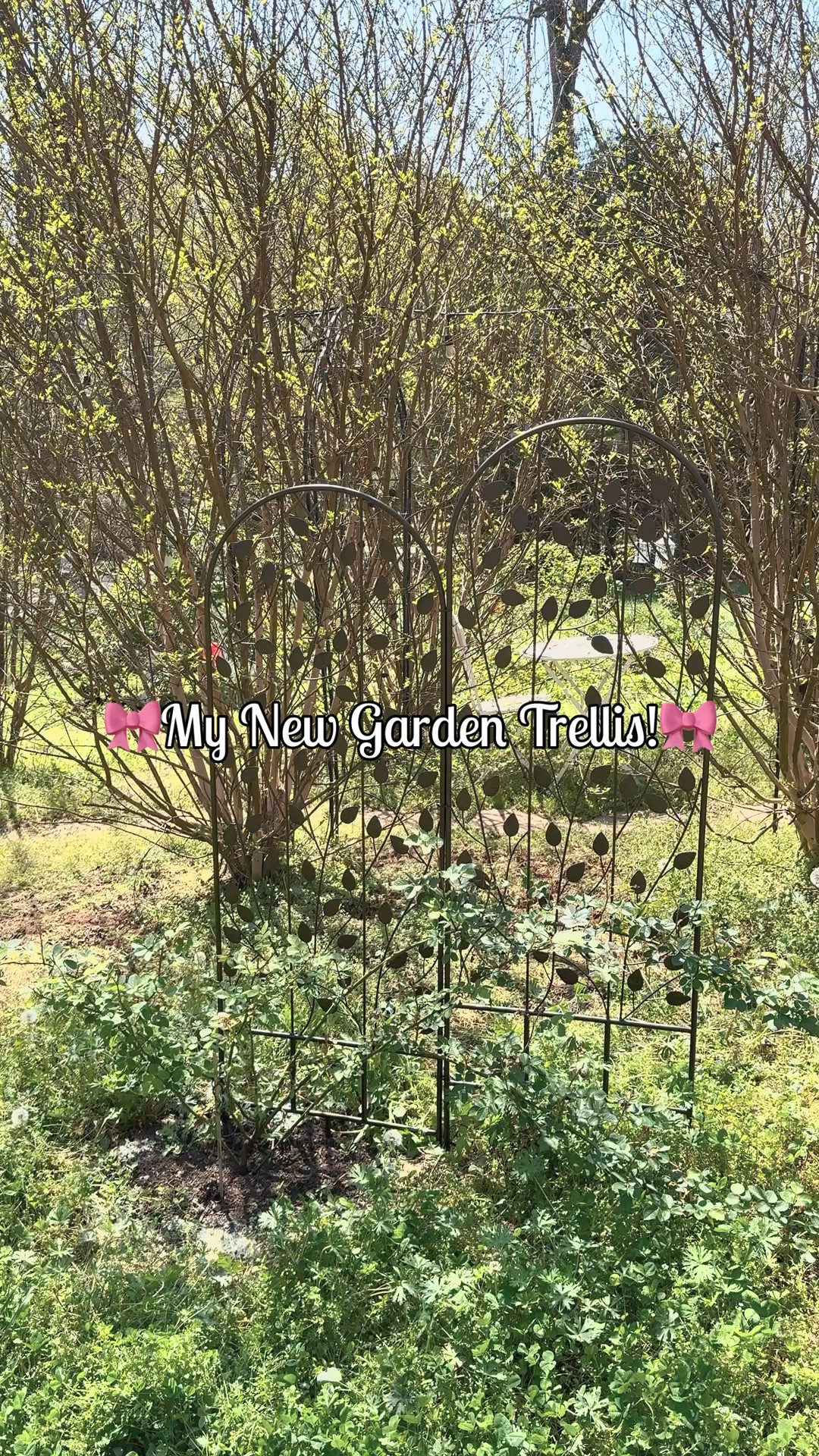 My new garden rose trellis! 

#LTKHome #LTKSeasonal #LTKdayinmylife