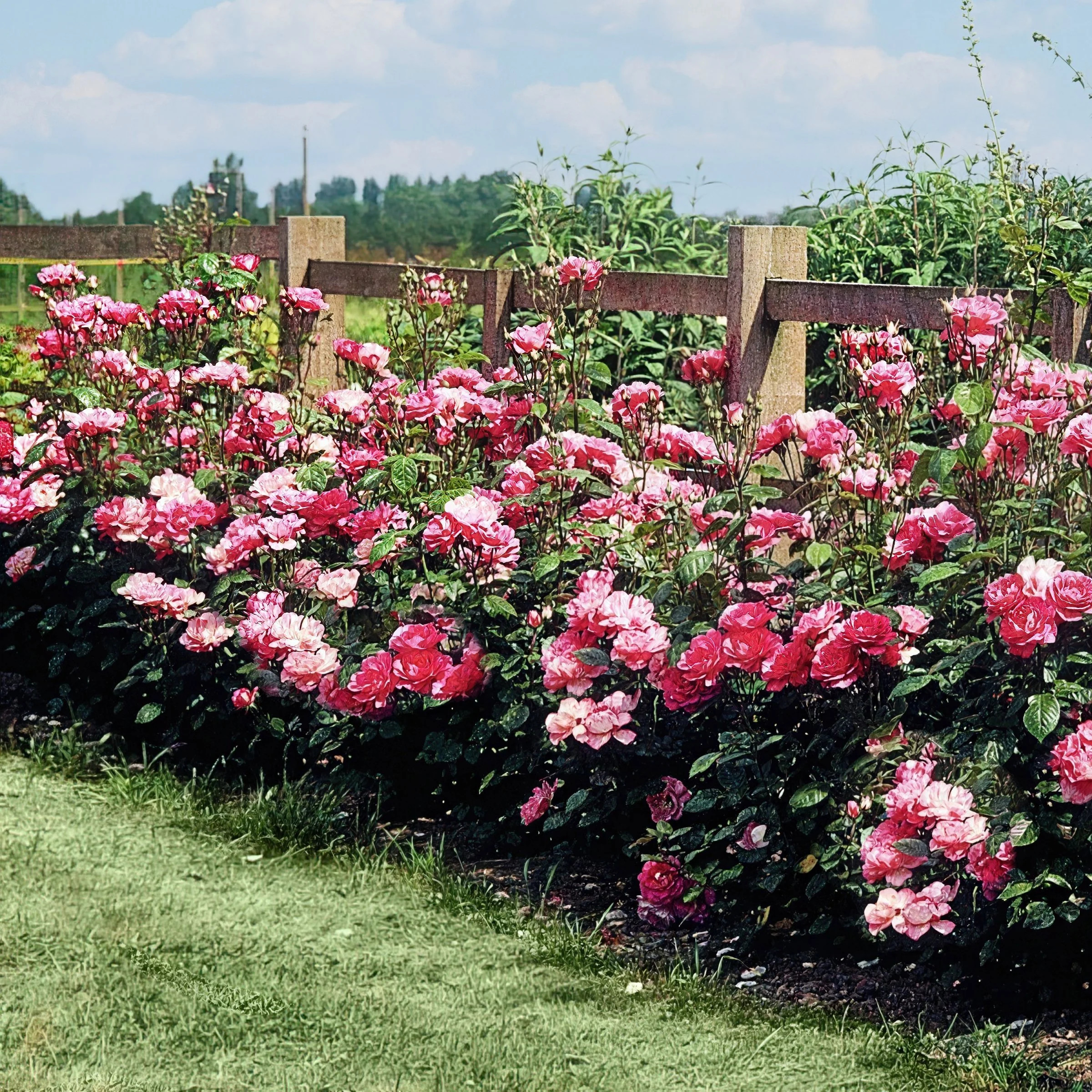 Bare Root Cherry Parfait Rose with Multicolor Flowers (2-Pack) | Walmart (US)