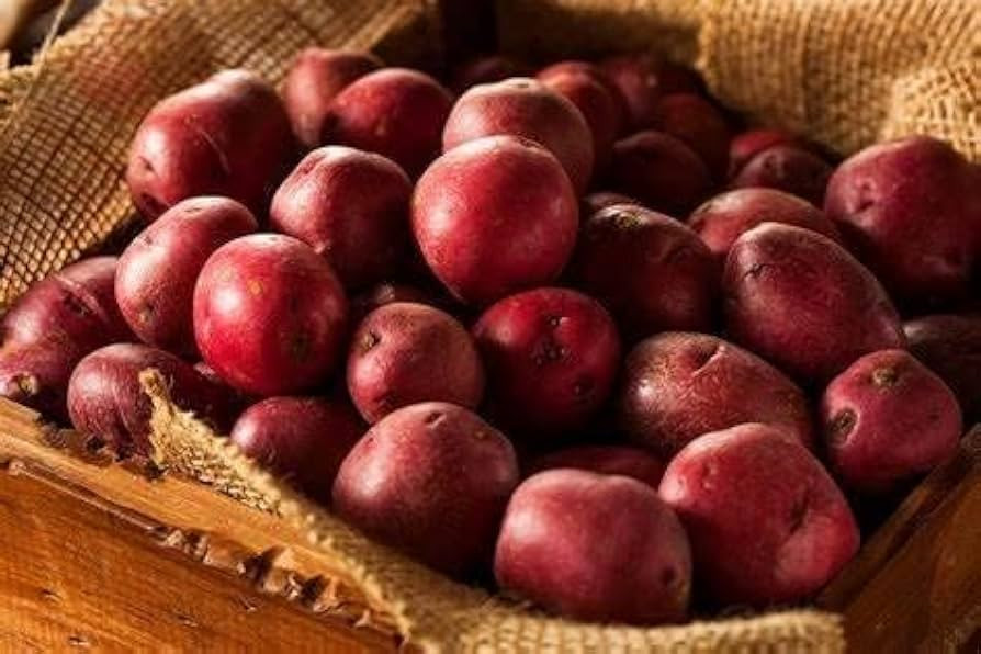 Red Pontiac Seed Potatos for Planting (2 Pounds) | Amazon (US)