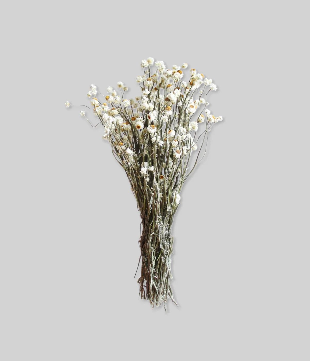 Dried Natural White Ammobium | Winged Everlasting Ammobium White | Bloomist, Inc