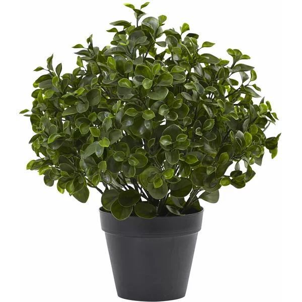 Peperomia Plant UV Resistant (Indoor/Outdoor) | Wayfair North America