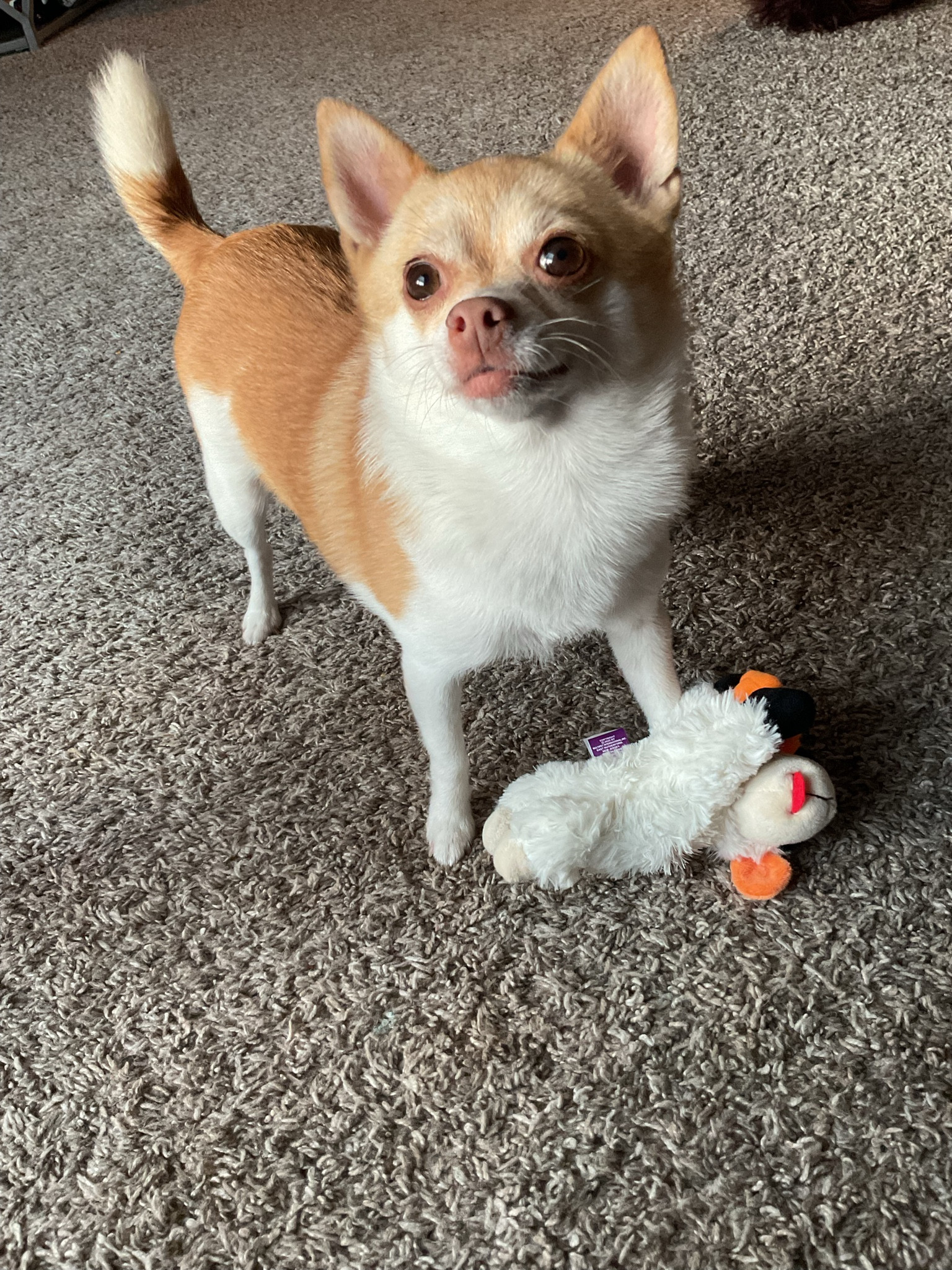 Poppy and her lambie; a 🤍 story